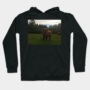 Scottish Highland Cattle Calf 2029 Hoodie